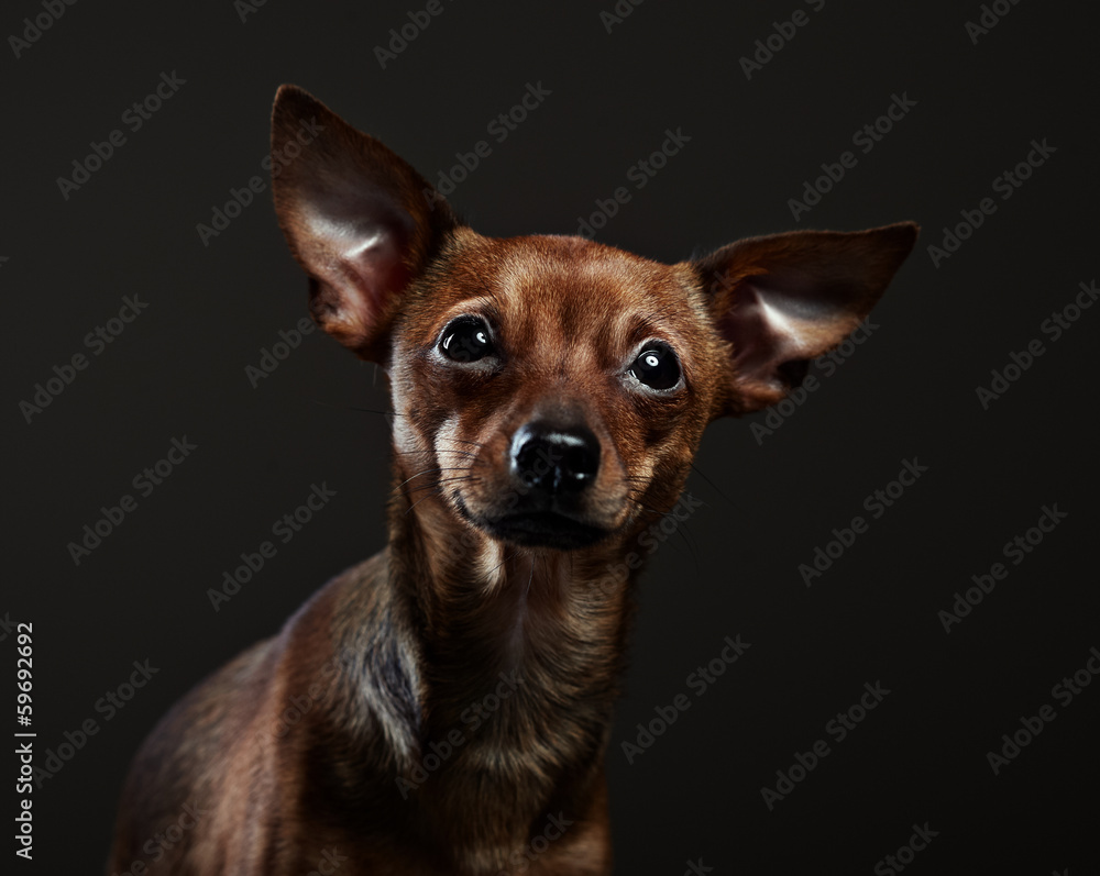 Portrait of a toy terrier