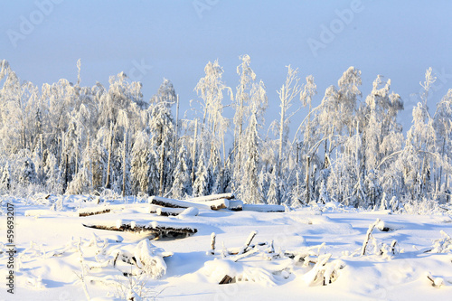 cold winter forest landscape snow
