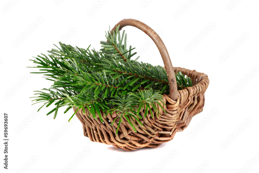 Tree in basket Tree in basket