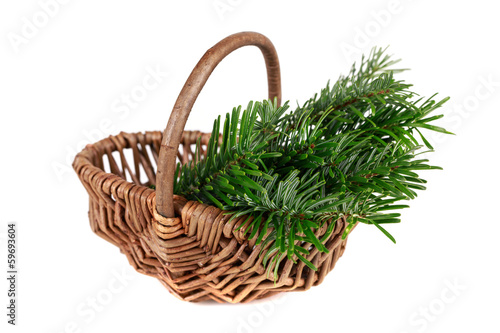Tree in basket