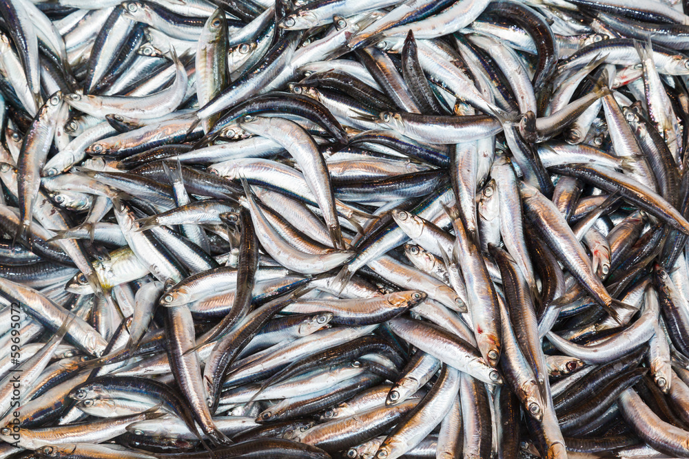 fresh fish market at the port of Istanbul fresh fish market at the port of Istanbul