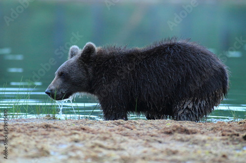 orso bruno della finlandia