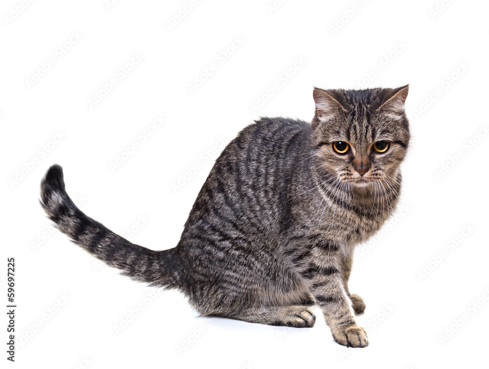 European cat on a white background European cat on a white background