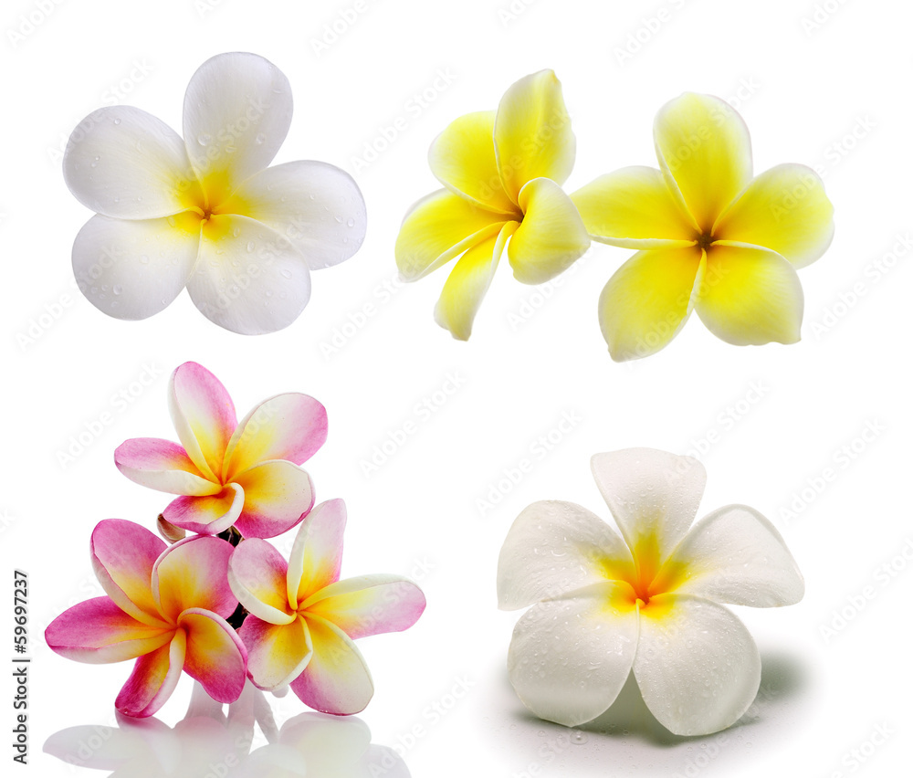 Naklejka premium Tropical flowers frangipani (plumeria) isolated on white backgro