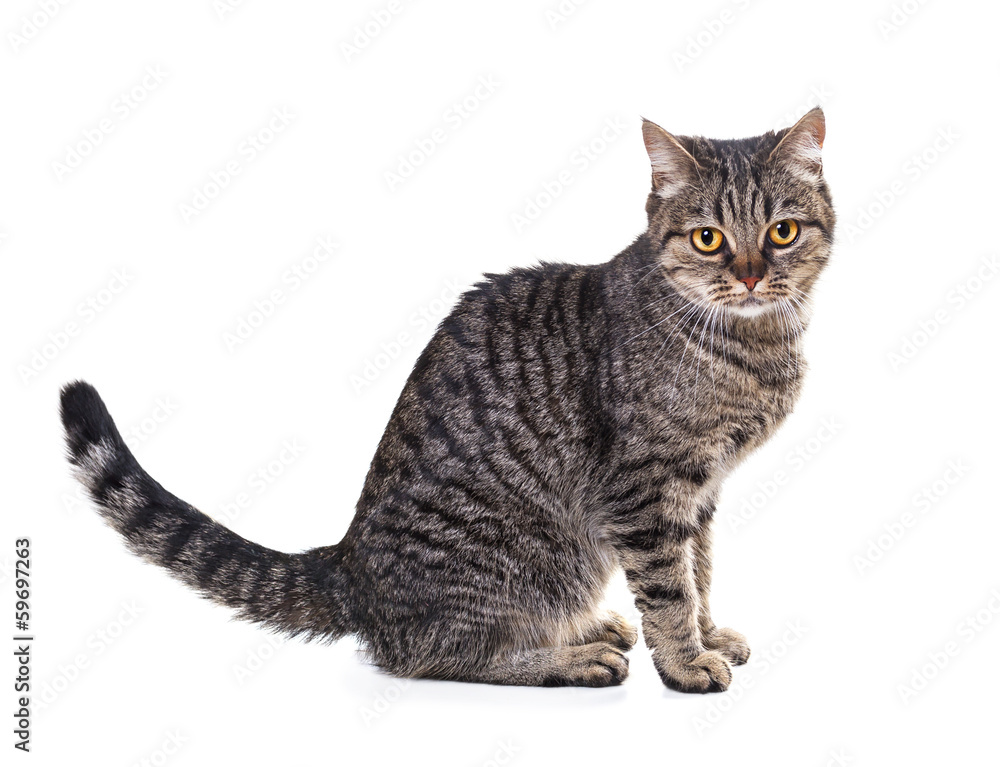 European cat on a white background European cat on a white background
