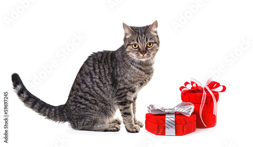 European cat with gifts. Isolate on white background, © g215