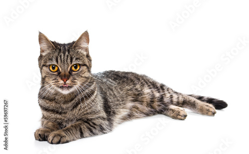 European cat on a white background