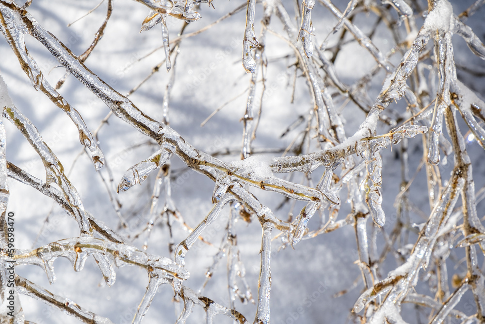 Icy Branches After a Winter Storm Icy Branches After a Winter Storm