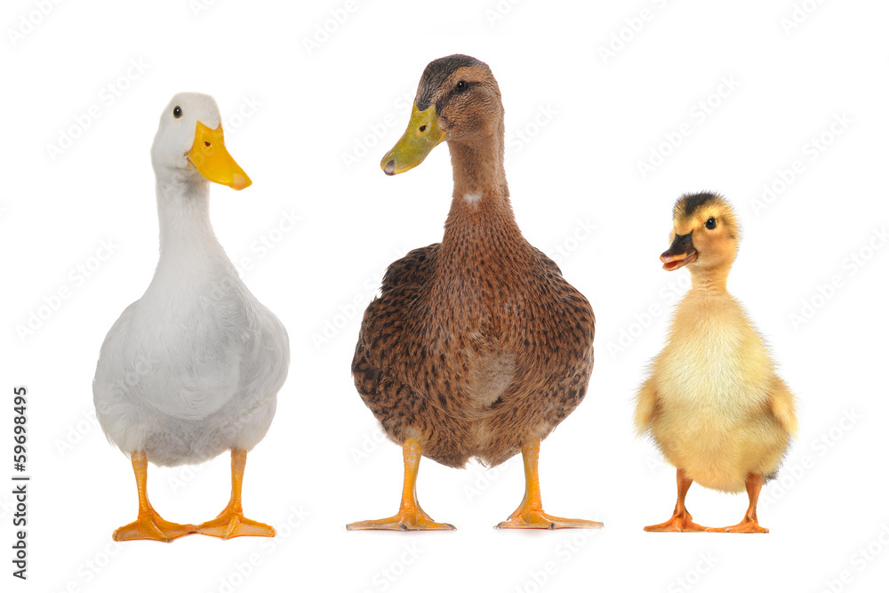 ducks ducks