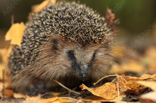 Hedgehog in the autumn forest