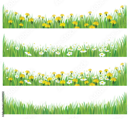 Vector green grass with chamomile and dandelions.