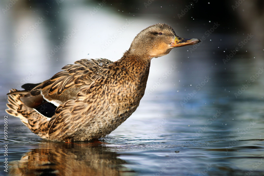 mallard, duck washed mallard, duck washed