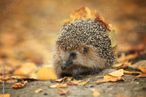 Hedgehog in the autumn forest