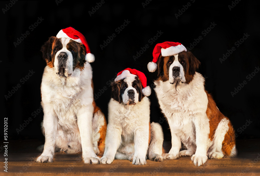 Saint bernard best sale family
