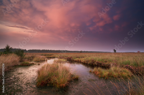 mammatus clouds over swamp at sunset