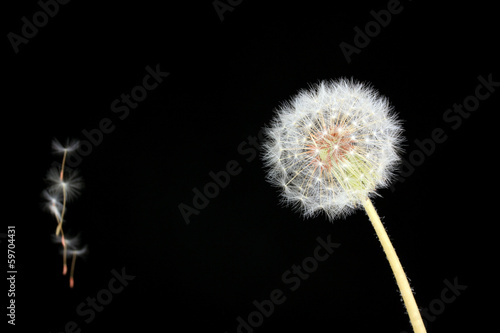 Fototapeta Naklejka Na Ścianę i Meble -  Dandelion and flying seeds on black background