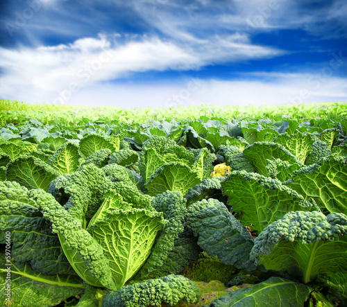 kale field photo