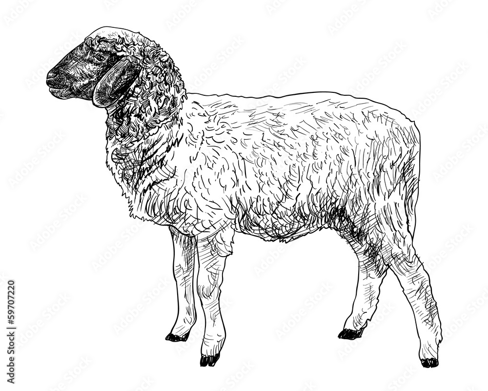 The side of young sheep The side of young sheep