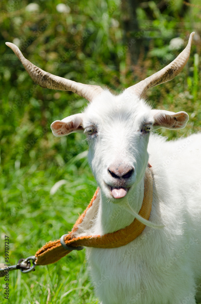 Fototapeta premium White goat with big long horns