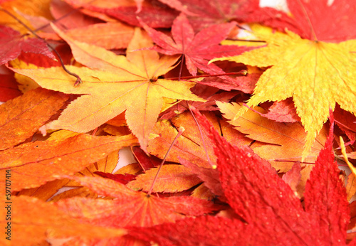 Autumn with maple leave