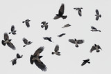 gray flock of crows in flight on background