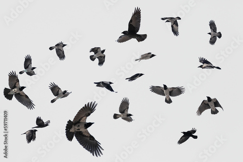Tableau sur toile gray flock of crows in flight on background