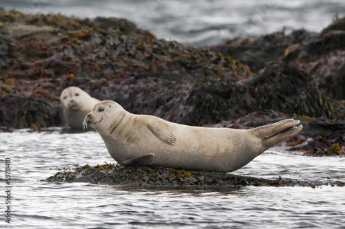 A seal while relaxing on a rock