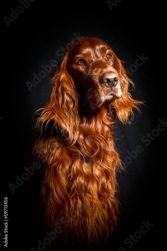 Obraz na płótnie Red irish setter dog