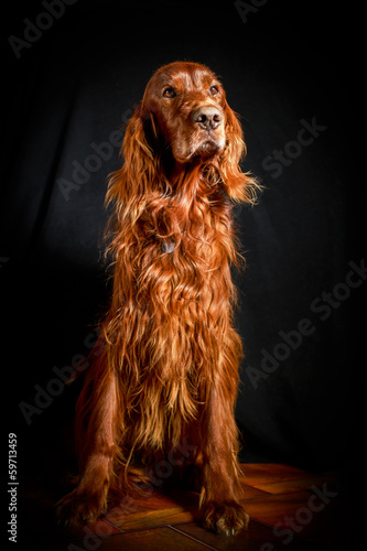 Obraz na płótnie Red irish setter dog