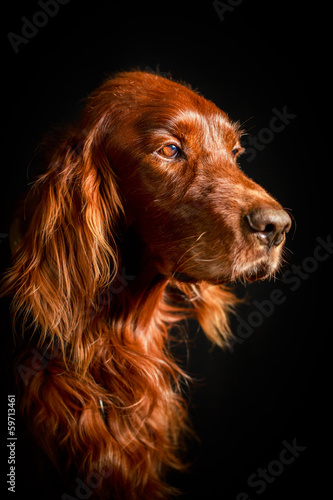 Naklejka Red irish setter dog