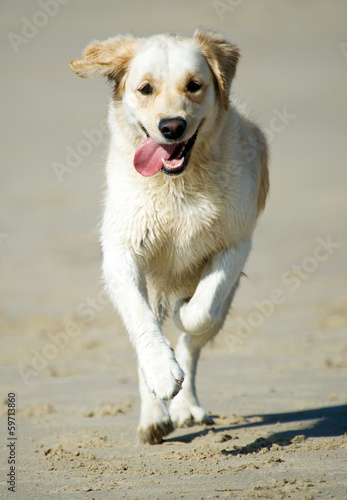 Golden Retriever am Strand © grafikplusfoto