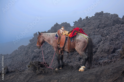 Horse on Pacaya Volcano Guatemala photo