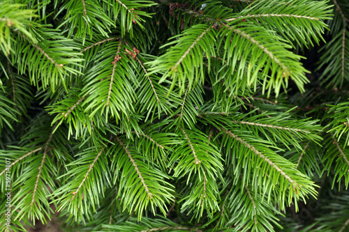 fir tree branches texture