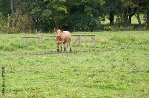 A Cow in a Pasture in Germany