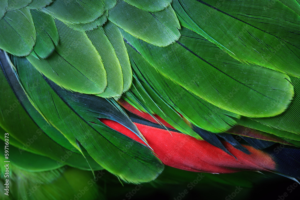Fototapeta premium Green Parrot Feathers from the Amazon
