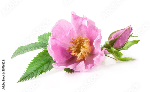 tea rose flower isolated on white background