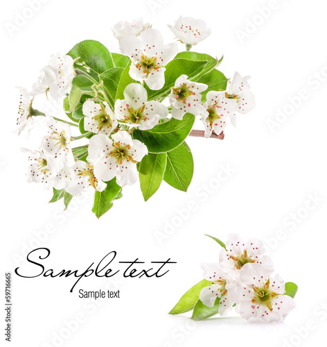Spring flowers of pear isolated on white background