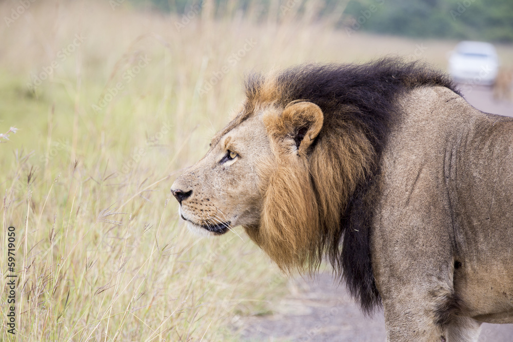 African lion in the savanna African lion in the savanna