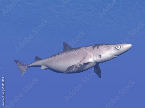 Shark underwater - 3D render