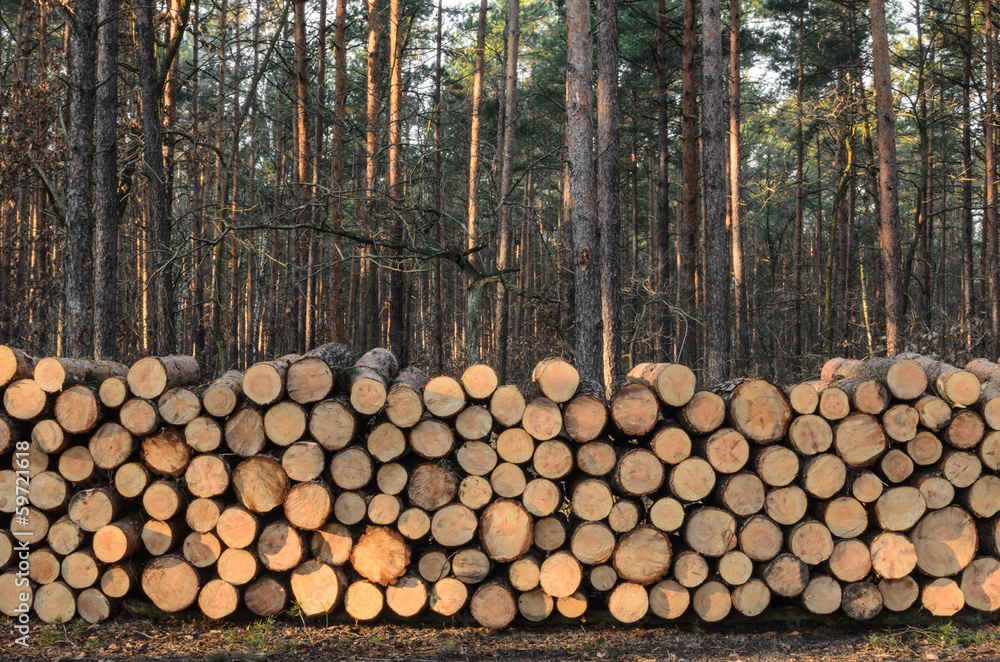 pile of lumber