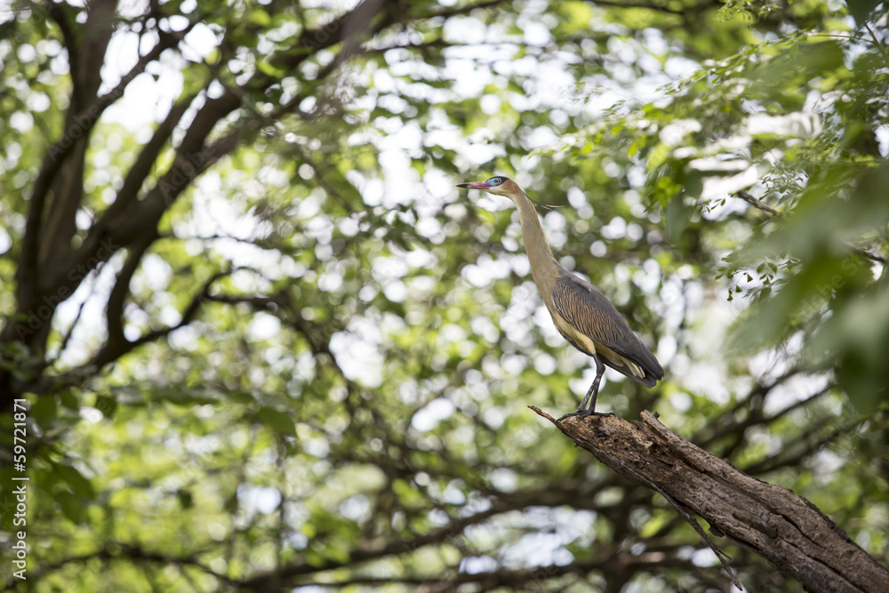 chiflón garza parada sobre una rama en un árbol, ave chiflón garza parada sobre una rama en un árbol, ave