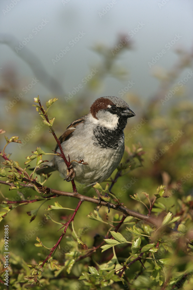 House sparrow, Passer domesticus, House sparrow, Passer domesticus,