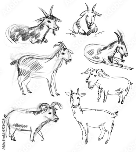 Wild goat. Set. Hand-drawn.