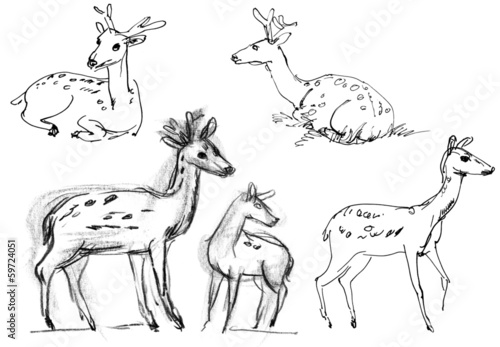 Sika deer. Set. Hand-drawn.