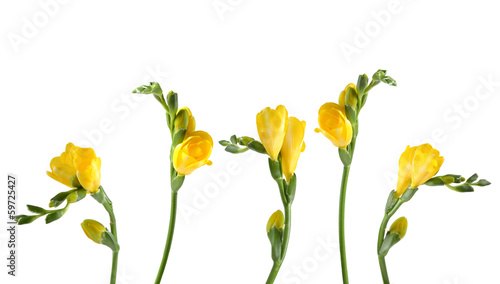 Fototapeta Naklejka Na Ścianę i Meble -  Yellow fresia on white