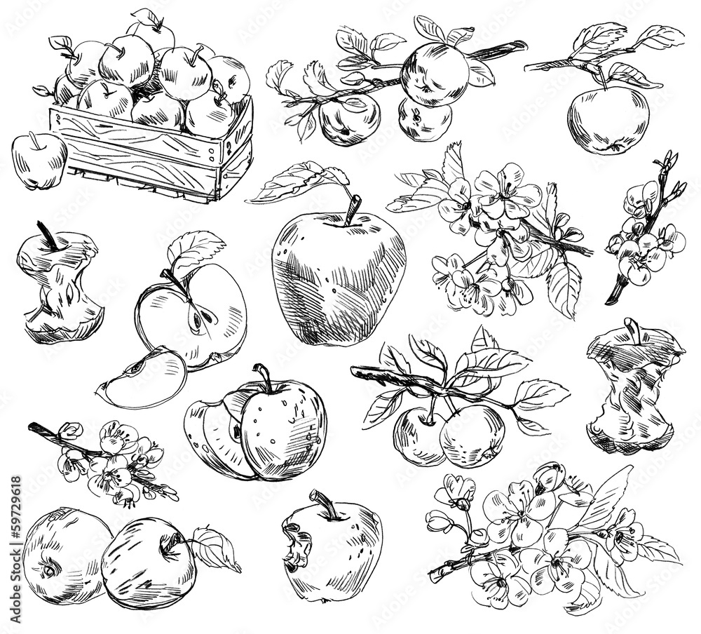 Freehand drawing apples Stock Photo Adobe Stock