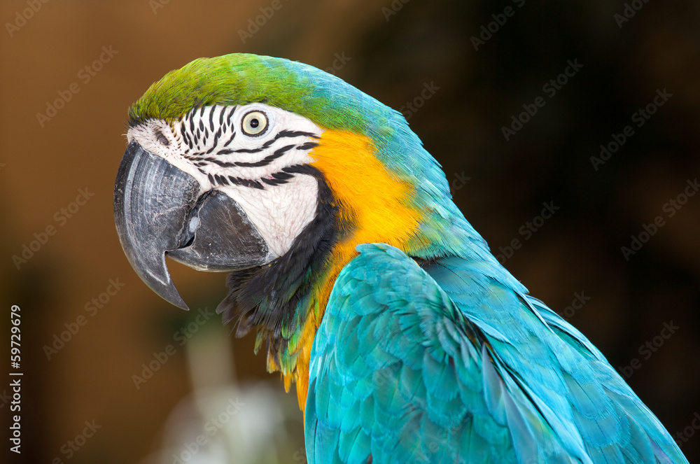 macaw parrot macaw parrot