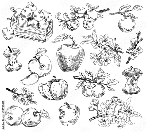 Freehand drawing apples