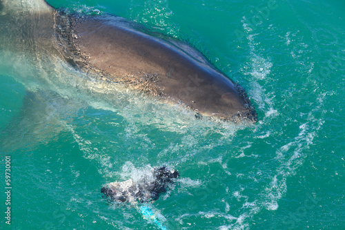White Shark from Kleinbaai harbour in South Africa. © bomboman
