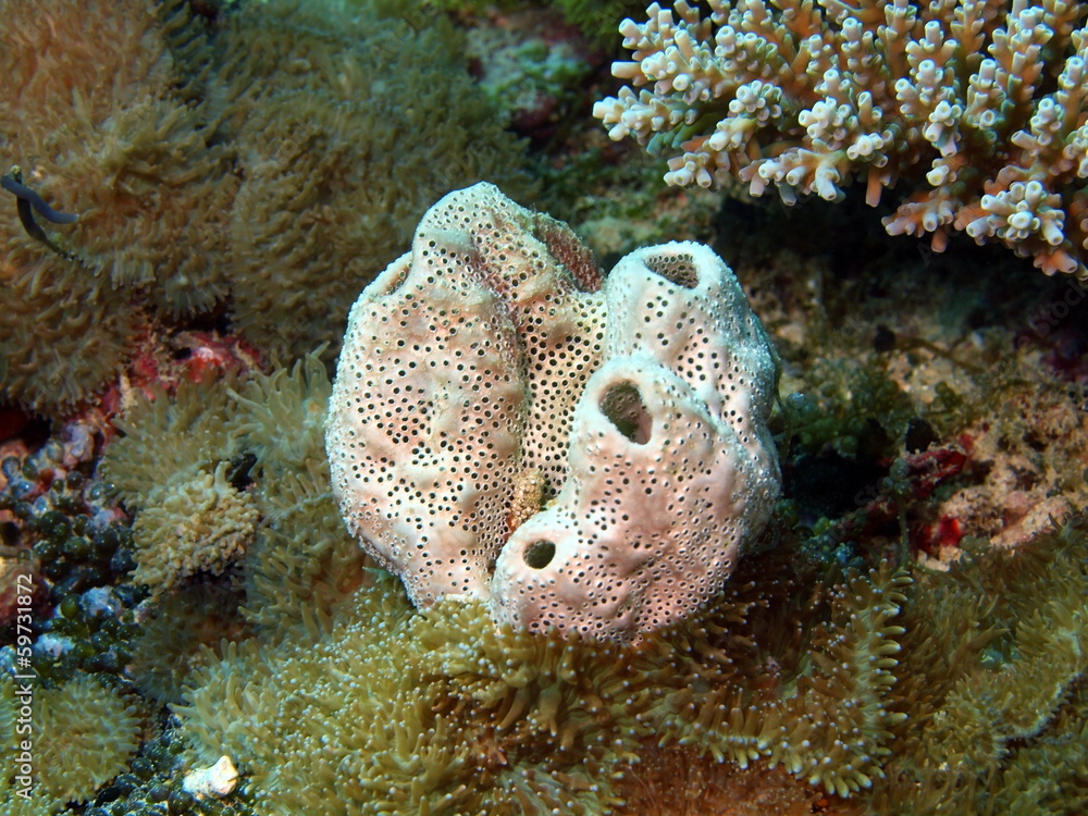 Fototapeta premium Sponge, island Maktan, Philippine